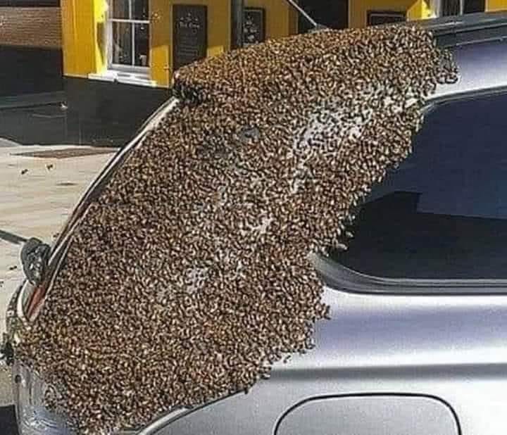 Wacky Wednesday - Importance of bees