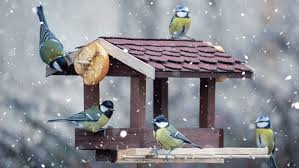 Tuesday Tips It's for the birds!