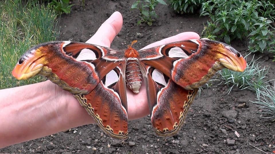 Wacky Wednesday Amazing Nature