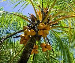 Fact of Fiction Friday Coconuts