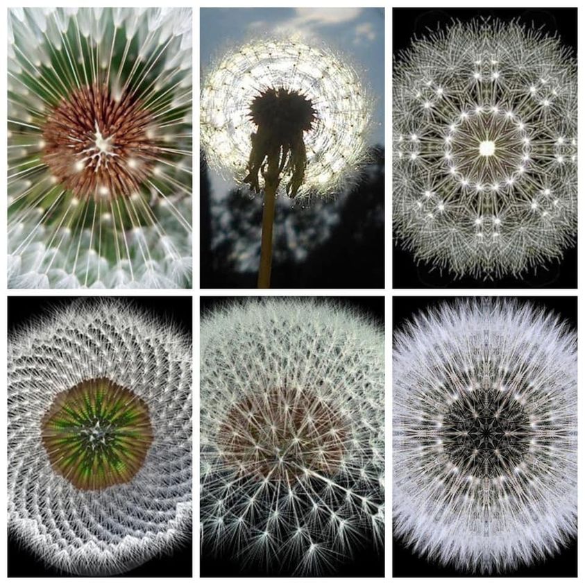 Wacky Wednesday - Dandelions are more than a pesky weed in your lawn.