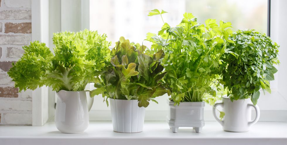 Thrifty Thursday Mason jar – (or Recycled Glass Jar – Go Green Tip!) Herb Garden
