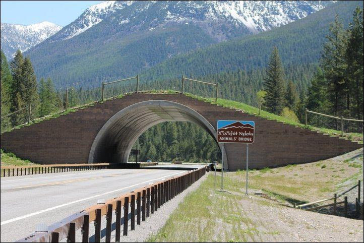 Wacky Wednesday Wildlife crossings - It's a good thing!