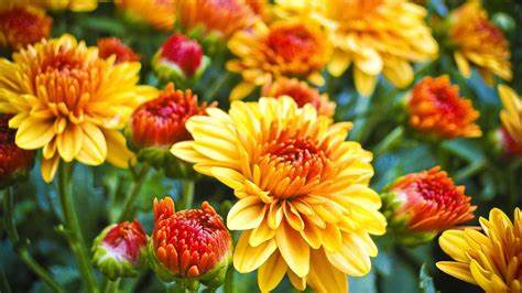 Thrifty Thursday - tips for making mums last longer!