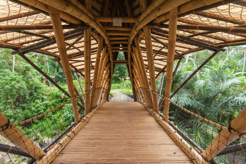 20 Amazing Facts About Bamboo