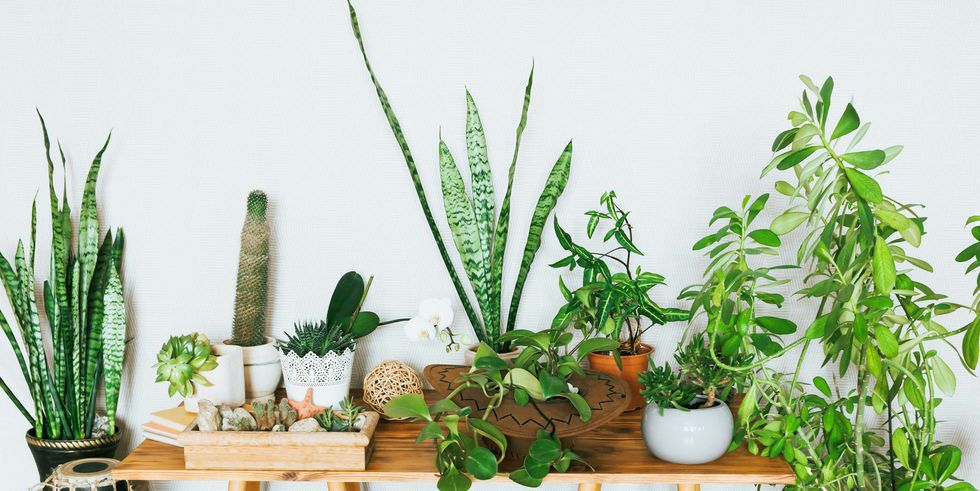 Wacky Wednesday Small Indoor Plants
