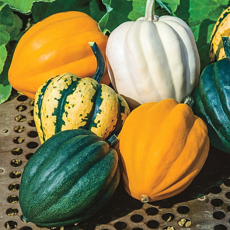 Make it Monday - Acorn Squash Info and Recipe