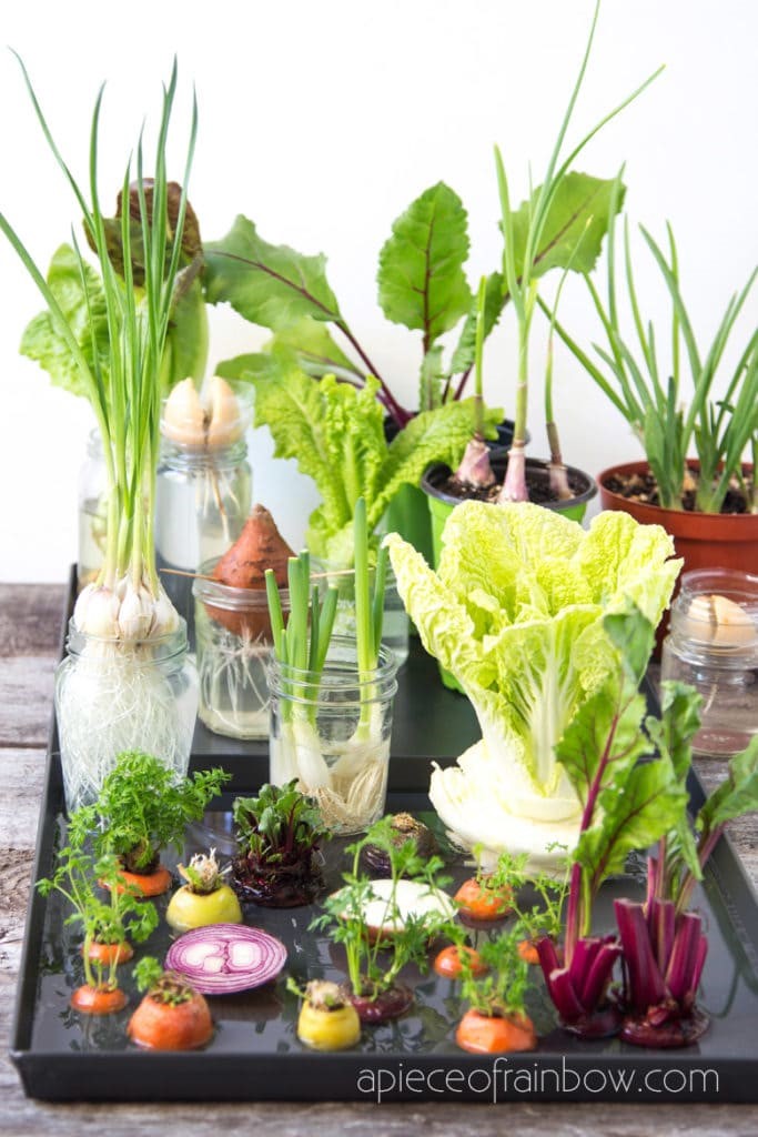 Make It Monday - Grow your own veggies from table scraps