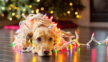 Tuesday Tips - Holiday Stress Reducers