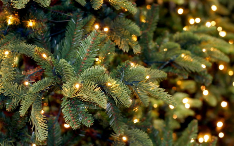 Fact or Fiction Friday - Christmas trees