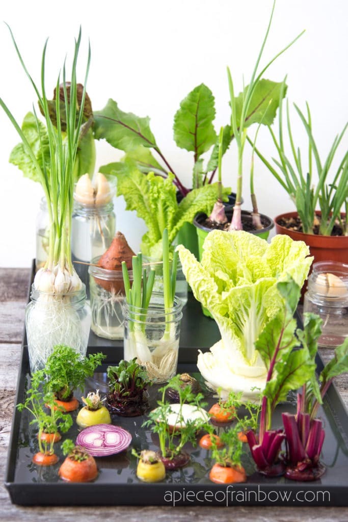 Make It Monday  - Grow your own veggies from table scraps